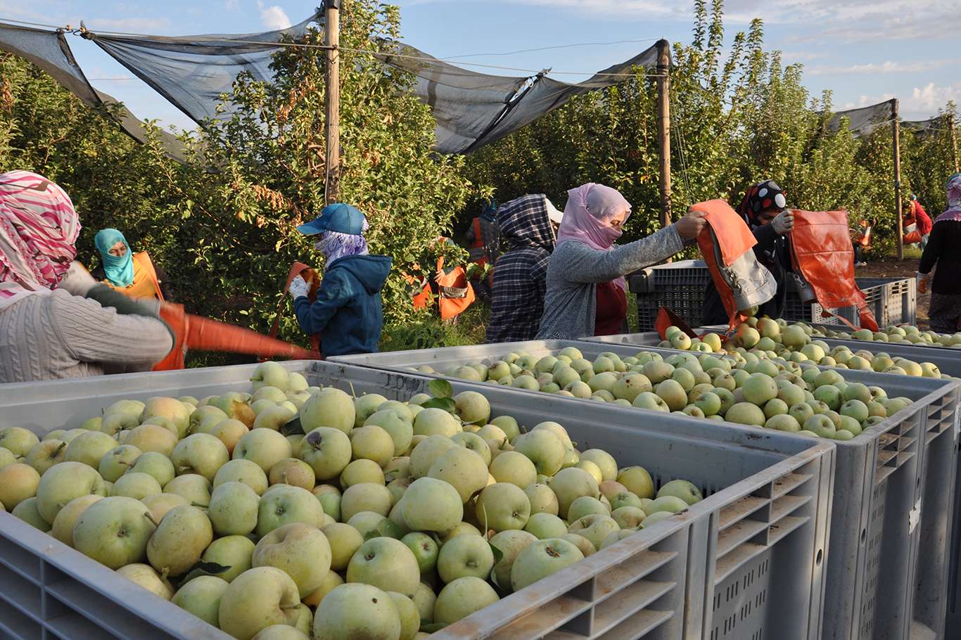 Bölgenin en büyük elma bahçesinde hasat devam ediyor Bölgenin en büyük elma bahçesinde hasat devam ediyor